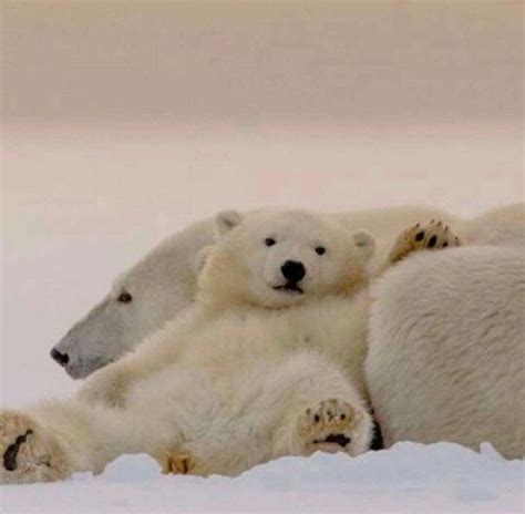 Pin By Carla Balecia On Animal Kingdom Polar Bear Animals Bear