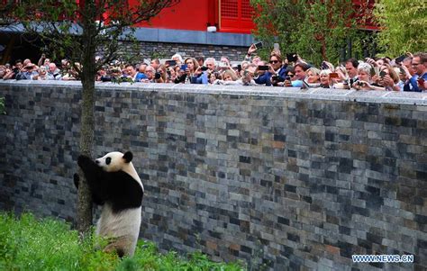 Two Giant Pandas Make Enchanting Debut At Dutch Zoo China Plus
