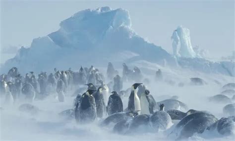 Emperor Penguins Listed As Endangered By Us Because Of Climate Crisis