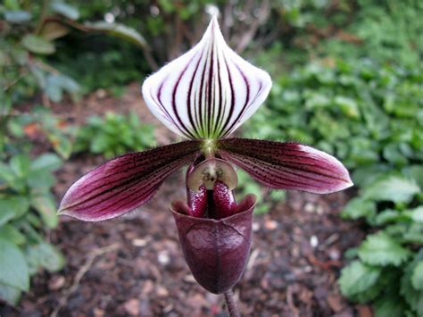 Paphiopedilum Purpuratum Orchid Plant Care And Culture Travaldo S Blog