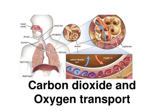 Transport Of Co2 From Tissues To Lungs Science Online