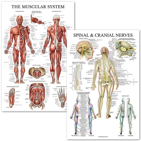 Muscular System Spinal Nerves Anatomical Poster Set Anatomy Posters