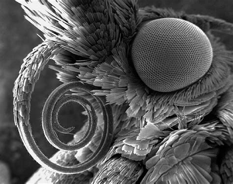 Electron Microscope Close Up Of A Butterflys Face Insekter