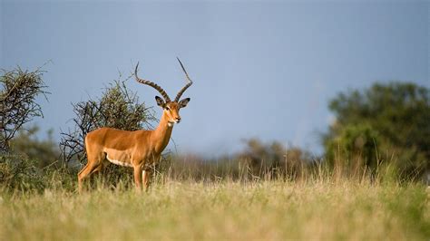 Mpala Live Field Guide Impala Mpalalive