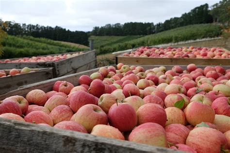 12 Best Apple Orchards In Michigan For Fall Apple Picking