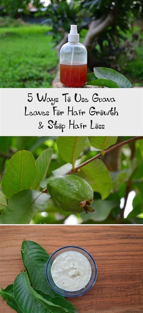 Rinse out after 30 to 45 minutes. 5 Ways To Use Guava Leaves For Hair Growth # ...