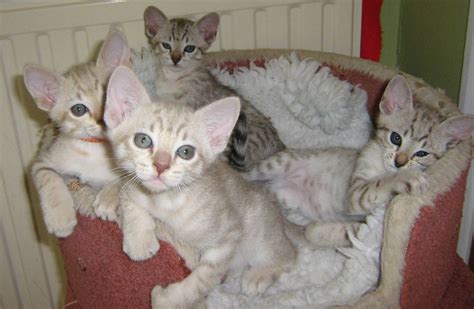 Australian Mist Info Personality Care Kittens Pictures