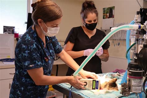 Kitsap Humane Society | Low-Cost Spay/Neuter Services Resume!