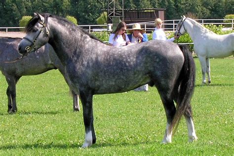 Welsh Pony And Cob Wikipedia