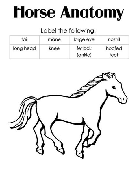 Beginner Horse Worksheets For Students