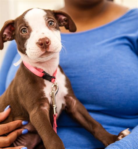 FACE | Low Cost Animal Clinic | Indianapolis, IN