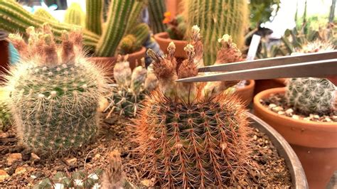 To crossbreed you would need. VLOG#2: Removing dried cactus flowers, collecting cactus ...