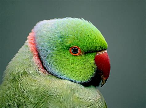 1600x900 Resolution Green And Red Beaked Parrot Psittacula Indian