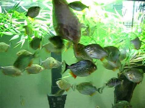 We did not find results for: Can Piranha Eat Chicken? - Piranha Guide