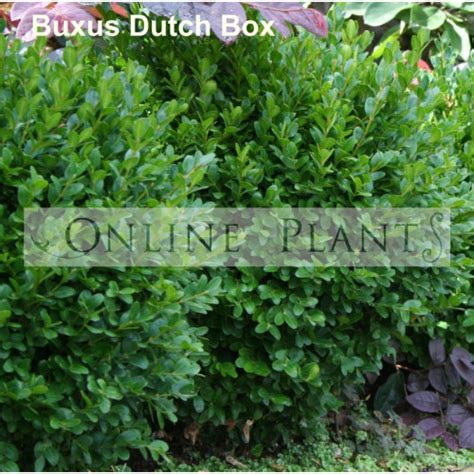 Buxus Sempervien Suffruticosa Dutch Box For Sale Online Plants Australia