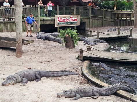 St Augustine Alligator Farm Zoological Park Alligator Ausflug Zoo