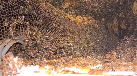 Couple Baffled After Honey Started Leaking Through Their Roof Find Large Bee Hive In Attic Swns