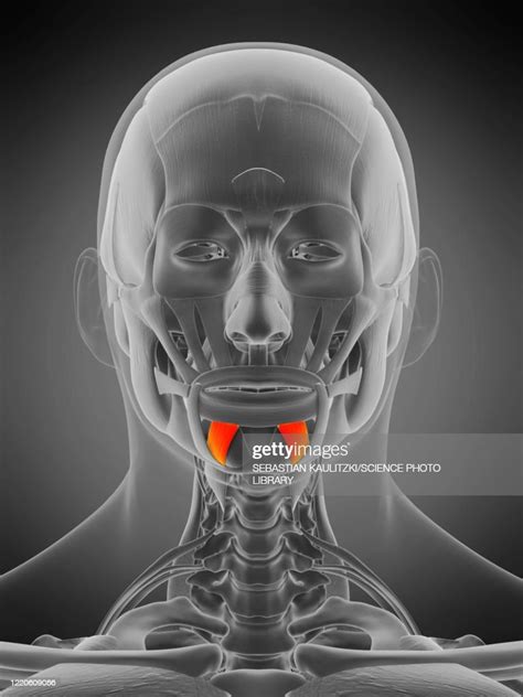 Depressor Labii Inferioris Muscle Illustration High Res Vector Graphic