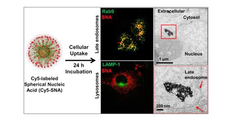 Intracellular Fate Of Spherical Nucleic Acid Nanoparticle Conjugates