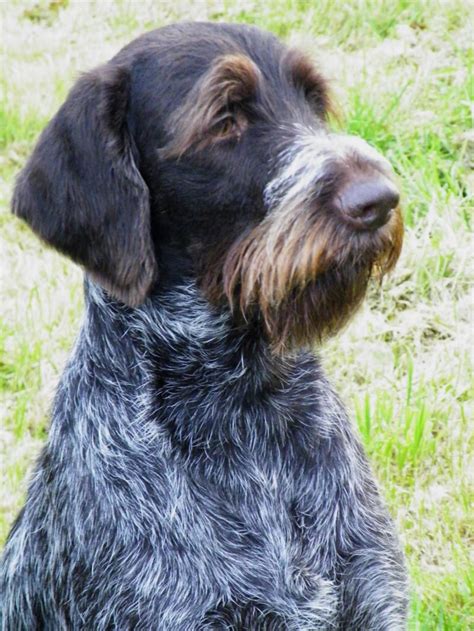 german wirehaired pointer dogs dog breeds german wirehaired pointer