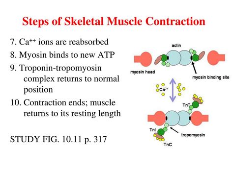 Ppt Muscle Tissue Cont Physiology Chapter 10 Powerpoint Presentation Id3943716