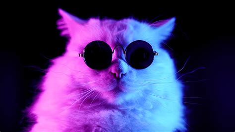 Download Cool Cat R Wallpaper By Christinav Cool Cat Desktop
