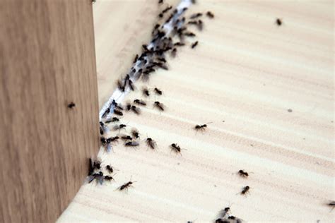 Maybe you would like to learn more about one of these? Ant Exterminators | Oxford, Conyers & Snellville, GA | Ameritech Pest Solutions