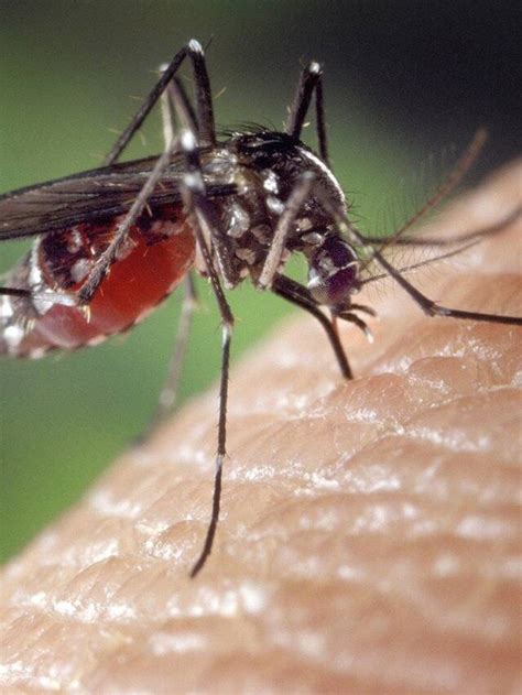 Why Are Some People More Prone To Mosquito Bites Than Others The