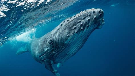 Amazing Facts About Humpback Whales