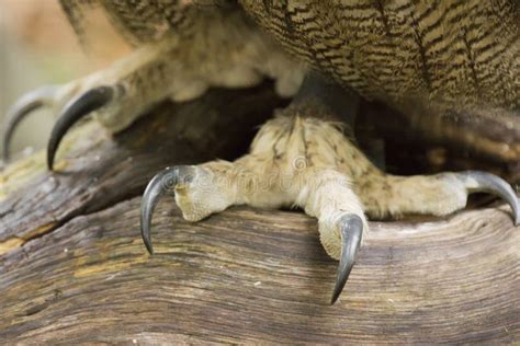 Garras Del Eagle Búho Eurasiático Foto De Archivo Imagen De Presa