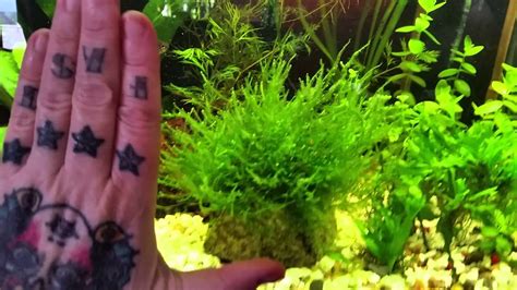 Formerly thought to be vesicularia dubyana (brotherus, 1908). Java Moss and a tip on growing it - YouTube