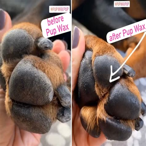 What Causes Dry Cracked Dog Paws Learn How To Help Your Dog Find Fast