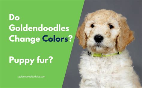 Merle is a varied coat pattern. Goldendoodles: Colors, Puppy Fur, and Shedding ...