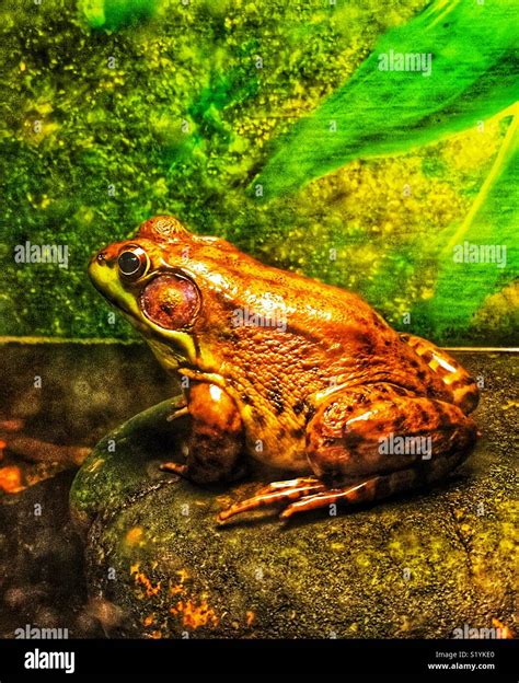 Northern Green Frog Portrait Lithobates Clamitans Melanota Stock Photo