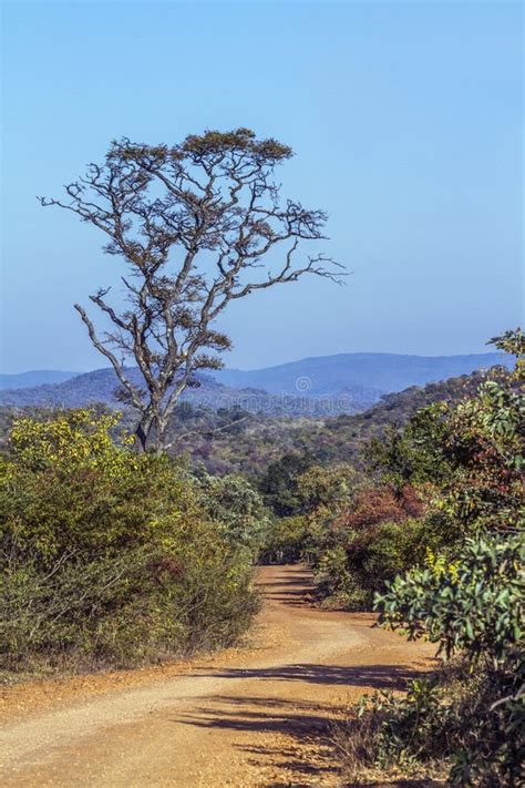 Landscape In Kruger National Park South Africa Stock Image Image Of
