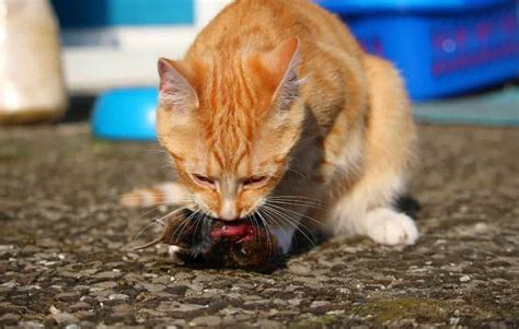 Do Cats Kill Rats The Truth Will Surprise You Diy