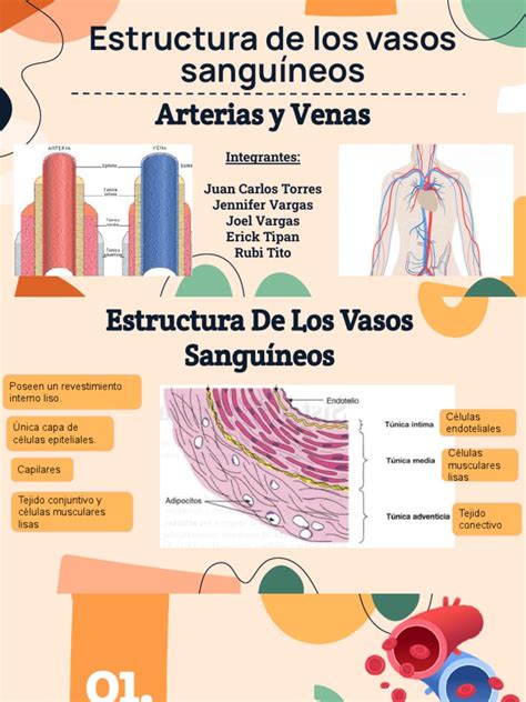 Arterias Y Venas Histología Pdf