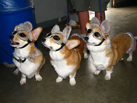 Doggles Dogs In Sunglasses ~ Kuriositas
