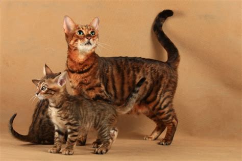 How Much Does A Toyger Cat Cost 2024 Price Guide Hepper
