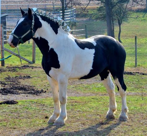 Spotted Draft Horse Breed Information History Videos Pictures