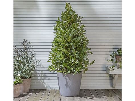 Best Trees For Pots Sale Now Save 67 Jlcatjgobmx