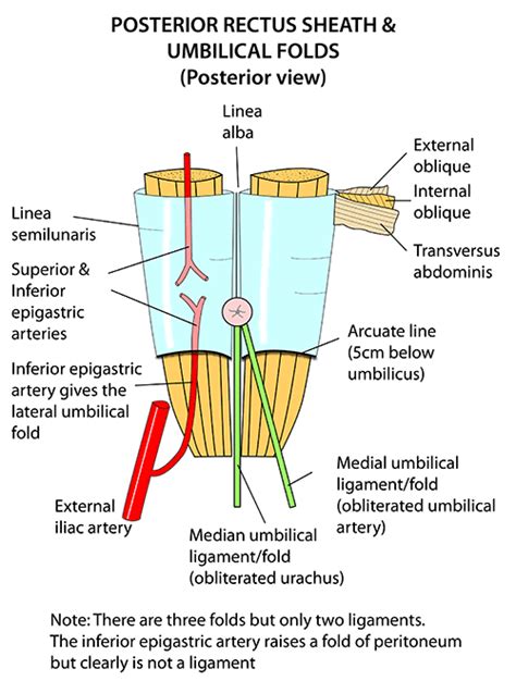 See more ideas about anatomy, female anatomy, anatomy reference. In the human female body, what's directly behind the navel ...