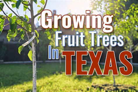 Texas Fruit Tree Growing Guide