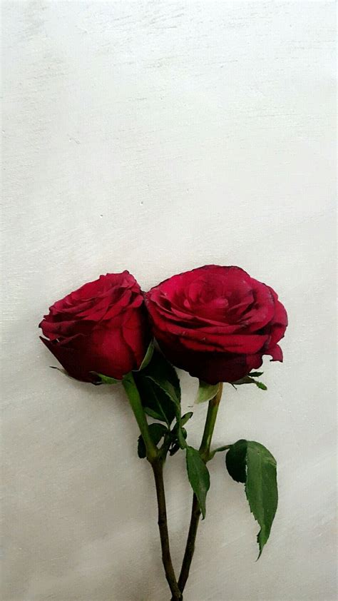 Free Download Red Roses Wallpaper Iphone Roses Red Roses Beautiful