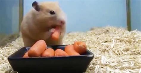 This process is approved by the fda and accepted by the canadian food inspection agency, with strict rules for what concentration of chlorine can. How Fast Can 1 Tiny Hamster Eat 5 Carrots? | Hamster ...