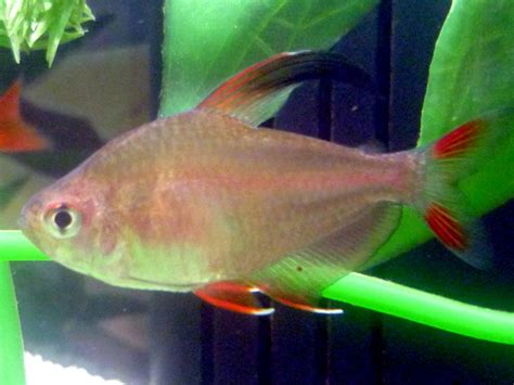 6 Rosy Tetra Trins Tropical Fish