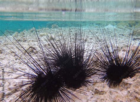 Underwater View Of Black Sea Urchin With Long Spikes In The Bora Bora