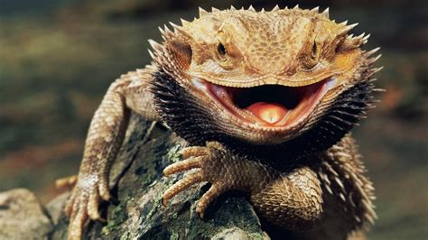 Bearded Dragon Wallpaper And Background Image 1680x945 Id391697