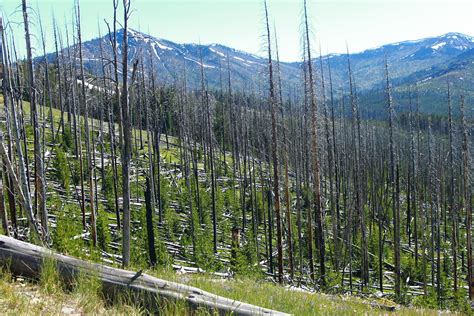 Mountain Pine Beetle Damage Dan Davis Flickr