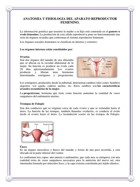 Anatomia Y Fisiologia Del Aparato Reproductor Femenino Testículo